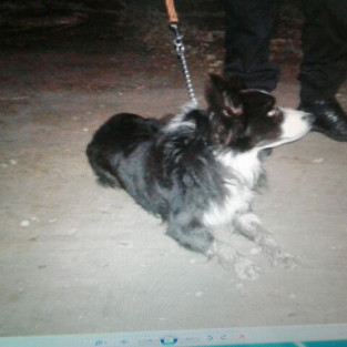 Našel se pes border kolie u Kohoutova