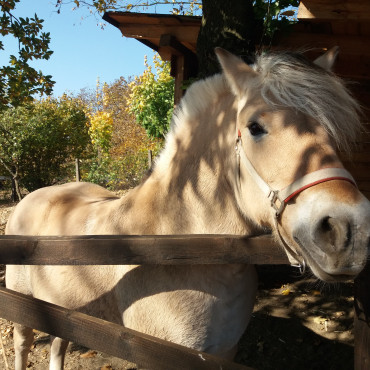 Kůň na farmě u Benáků.