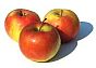 Ovocná školka Malochýn - podzimní prodej ovocných stromků,…